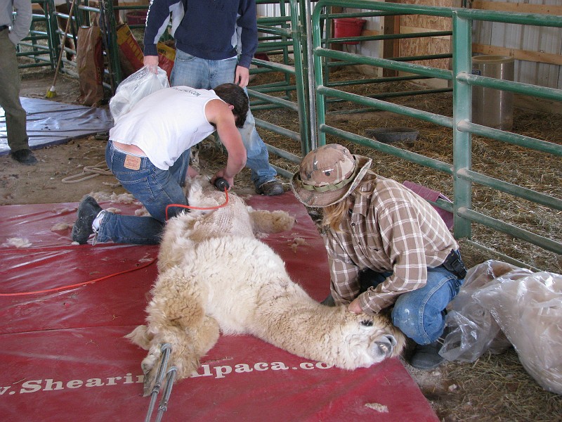 Shearing Alpacas, Biosecure Alpaca Shearing, Alpaca Shearer